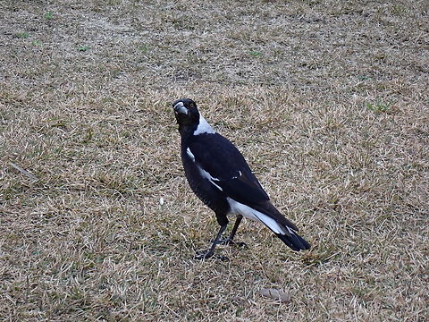 Australian Magpie - Gymnorhina tibicen  Australia,Australian Magpie,Bird,Gymnorhina tibicen,Magpie,New South Wales,Sydney