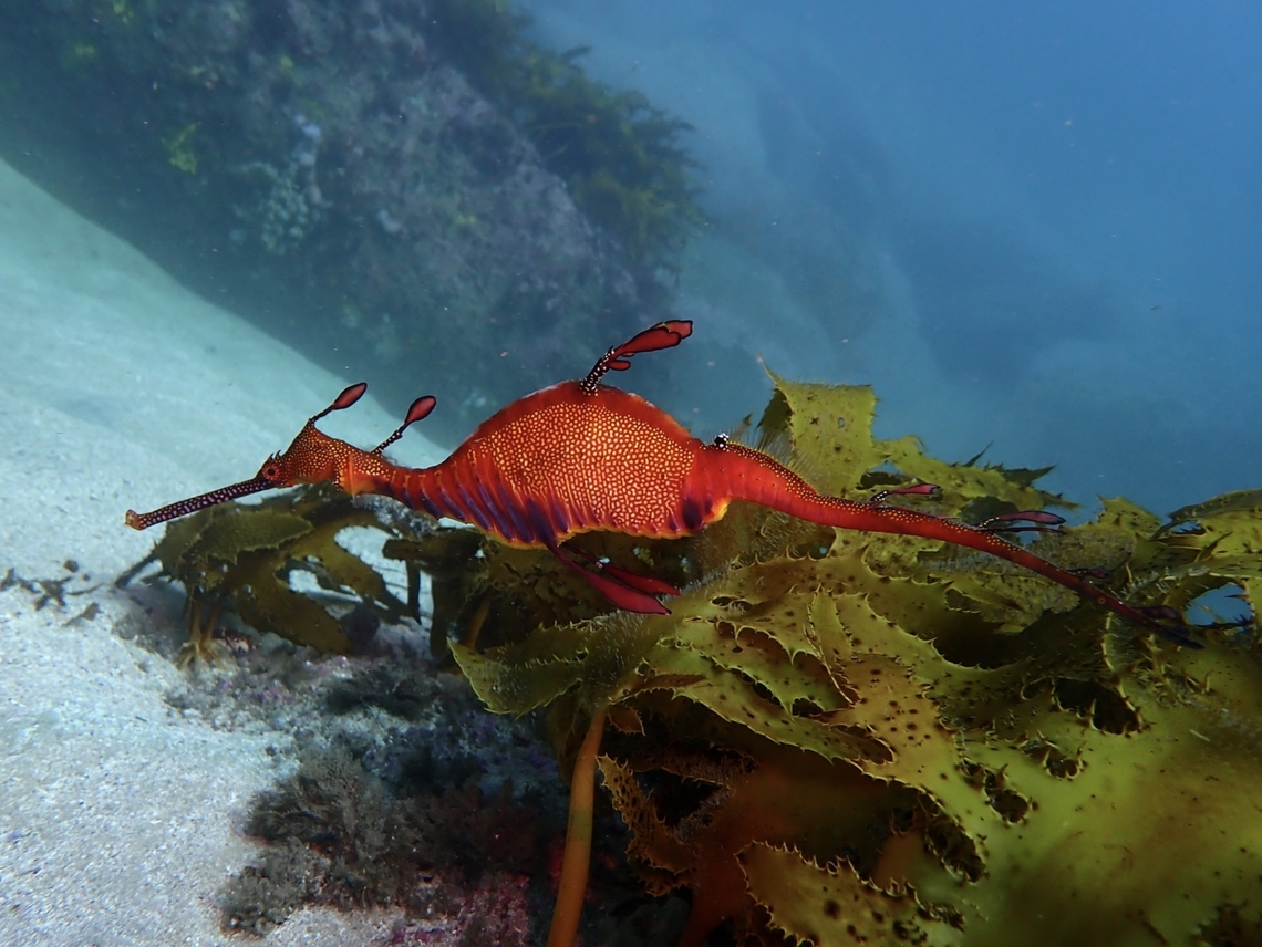 Weedy Seadragon - Phyllopteryx taeniolatus X5 Australia,Fish,New South Wales,Phyllopteryx taeniolatus,Seadragon,Sydney,Weedy Seadragon