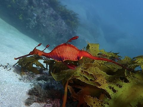 Weedy Seadragon - Phyllopteryx taeniolatus X5 Australia,Fish,New South Wales,Phyllopteryx taeniolatus,Seadragon,Sydney,Weedy Seadragon