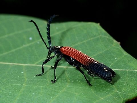 Netwing Beetle - Lycostomus gestroi  Beetle,Brunei,Lycostomus gestroi,Netwing Beetle