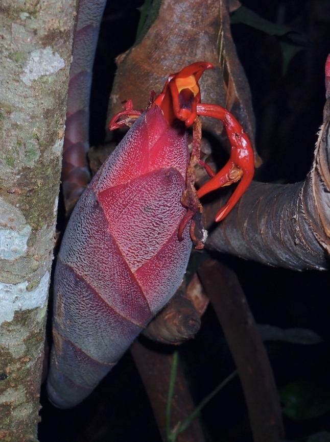 Great Spindle Ginger - Hornstedtia scyphifera Tentative ID Ginger,Great Spindle Ginger,Hornstedtia scyphifera,Malaysia,Pahang,Plant,Spindle Ginger