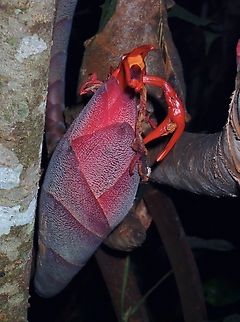 Great Spindle Ginger