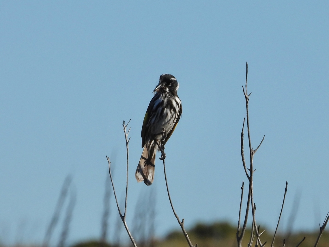 New Holland Honeyeater - Phylidonyris novaehollandiae X4 Australia,Bird,Honeyeater,New Holland Honeyeater,New South Wales,Phylidonyris novaehollandiae,Sydney