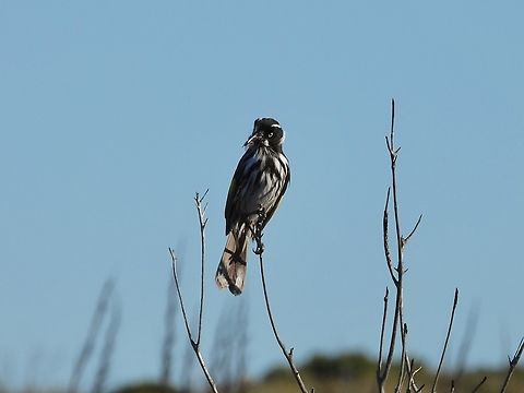New Holland Honeyeater - Phylidonyris novaehollandiae X4 Australia,Bird,Honeyeater,New Holland Honeyeater,New South Wales,Phylidonyris novaehollandiae,Sydney