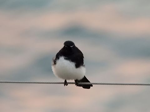 Willie-Wagtail - Rhipidura leucophrys X2 Australia,Bird,New South Wales,Rhipidura leucophrys,Sydney,Wagtail,Willie-Wagtail