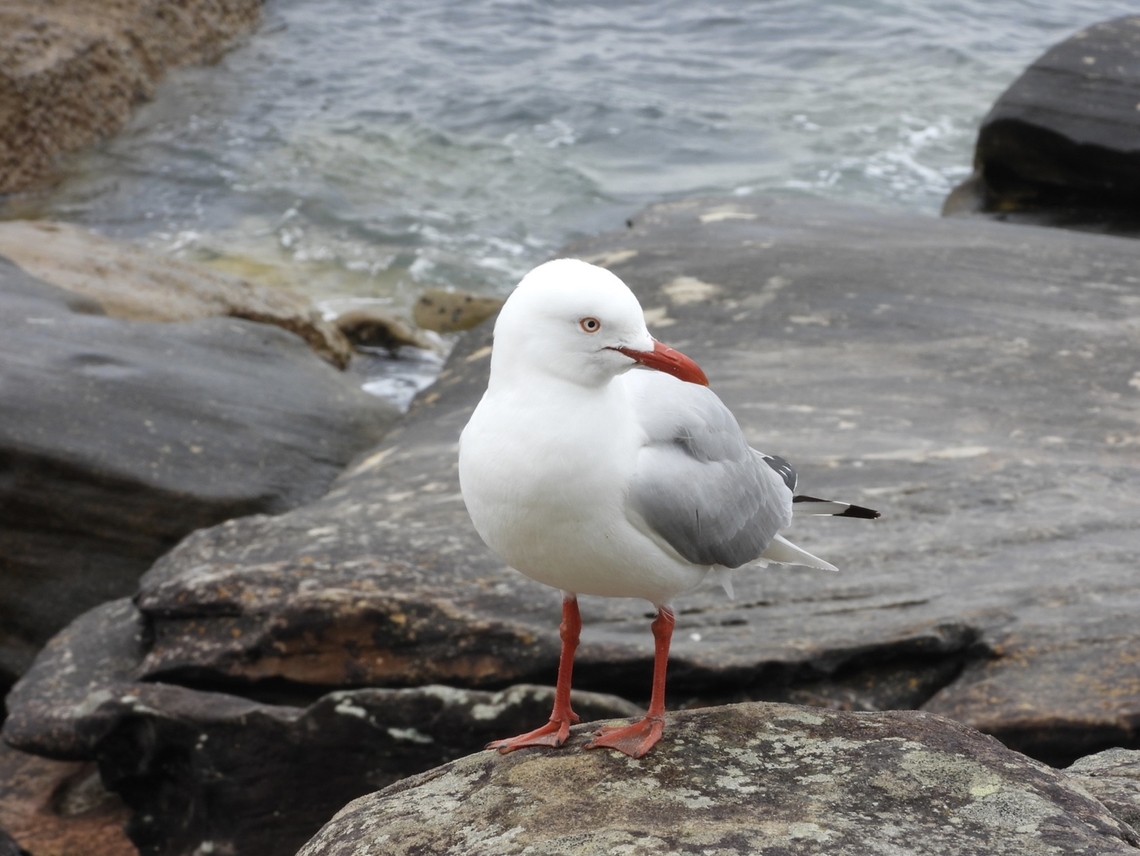 Silver Gull - Chroicocephalus novaehollandiae X2 Australia,Bird,Chroicocephalus novaehollandiae,New South Wales,Silver Gull,Sydney