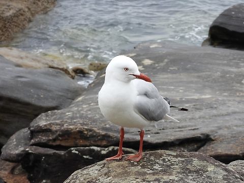 Silver Gull - Chroicocephalus novaehollandiae X2 Australia,Bird,Chroicocephalus novaehollandiae,New South Wales,Silver Gull,Sydney