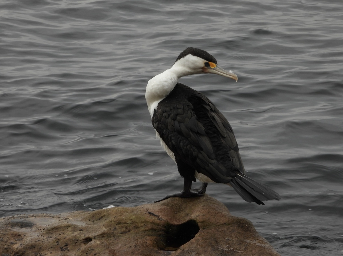 Pied Cormorant - Phalacrocorax varius  Australia,Bird,Cormorant,New South Wales,Phalacrocorax varius,Pied Cormorant,Sydney