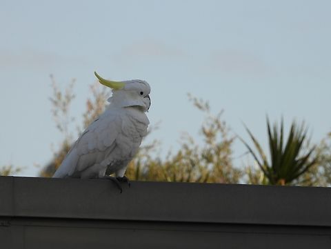 Sulphur-Crested Cockatoo - Cacatua galerita X2 Australia,Bird,Cacatua galerita,Cockatoo,New South Wales,Sulphur-Crested Cockatoo,Sydney