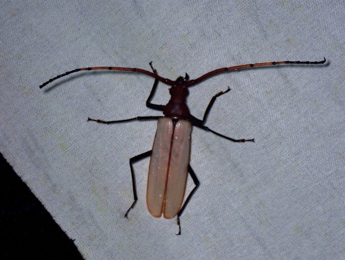 Longhorned Beetle - Aegosoma osseum X2 Aegosoma osseum,Beetle,Longhorned Beetle,Malaysia,Sabah