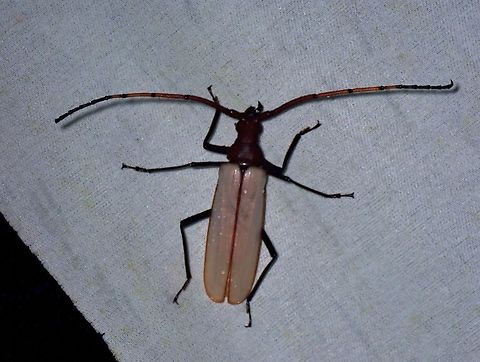 Longhorned Beetle - Aegosoma osseum X2 Aegosoma osseum,Beetle,Longhorned Beetle,Malaysia,Sabah