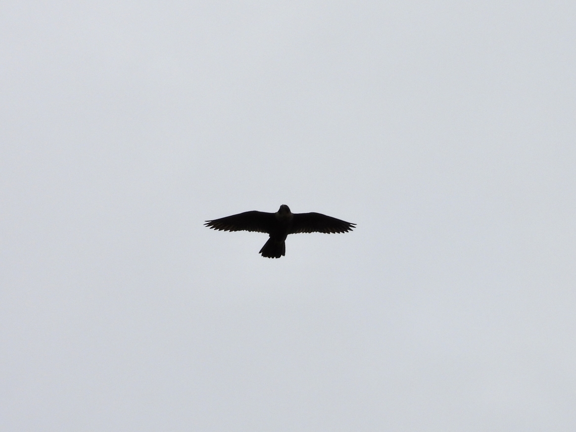 Peregrine Falcon - Falco peregrinus            Australia,Bird,Falco peregrinus,Falcon,New South Wales,Peregrine Falcon,Sydney