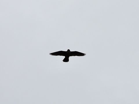 Peregrine Falcon - Falco peregrinus            Australia,Bird,Falco peregrinus,Falcon,New South Wales,Peregrine Falcon,Sydney
