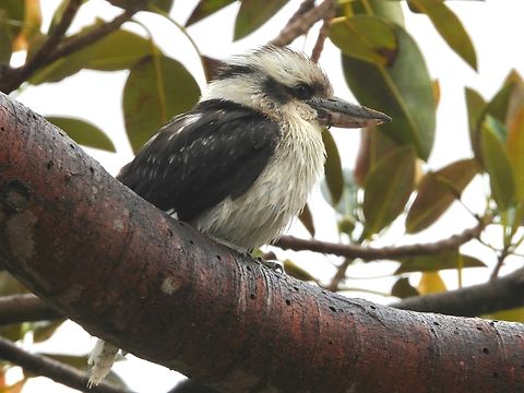 Laughing Kookaburra - Dacelo novaeguineae            Australia,Bird,Dacelo novaeguineae,Kookaburra,Laughing Kookaburra,New South Wales,Sydney