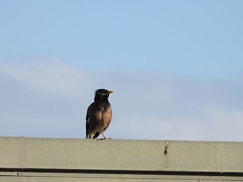 Common Myna - Acridotheres tristis X3 Acridotheres tristis,Australia,Bird,Common Myna,Myna,New South Wales,Sydney
