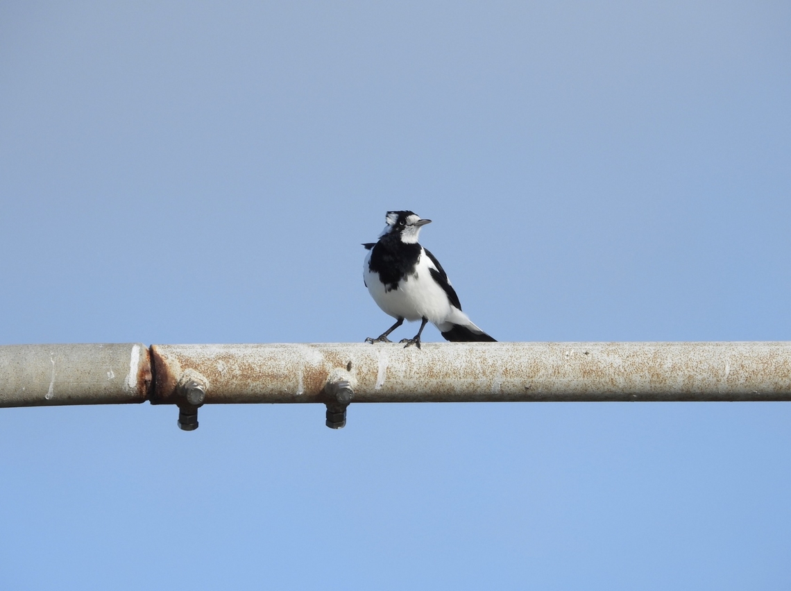 Magpie-Lark - Grallina cyanoleuca  Australia,Bird,Grallina cyanoleuca,Magpie,Magpie-Lark,New South Wales,Sydney