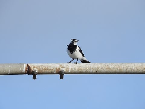 Magpie-Lark - Grallina cyanoleuca  Australia,Bird,Grallina cyanoleuca,Magpie,Magpie-Lark,New South Wales,Sydney