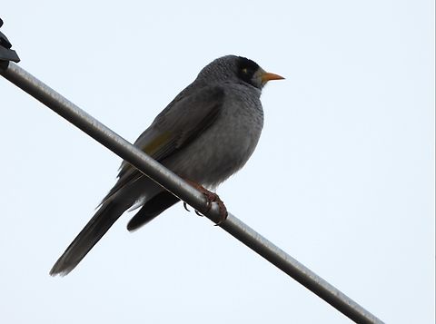 Noisy Miner - Manorina melanocephala X2 Australia,Bird,Manorina melanocephala,New South Wales,Noisy Miner,Sydney