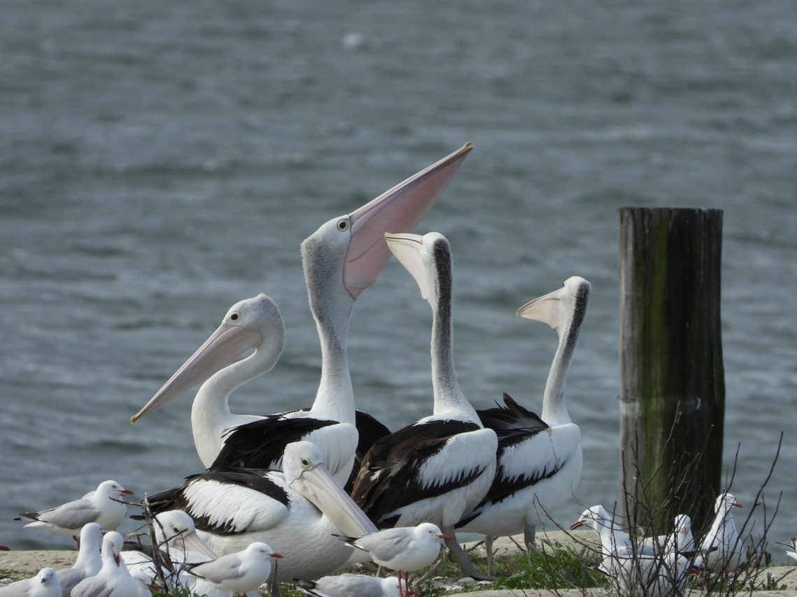 Australian Pelican - Pelecanus conspicillatus  Australia,Australian Pelican,Bird,New South Wales,Pelecanus conspicillatus,Pelican,Sydney