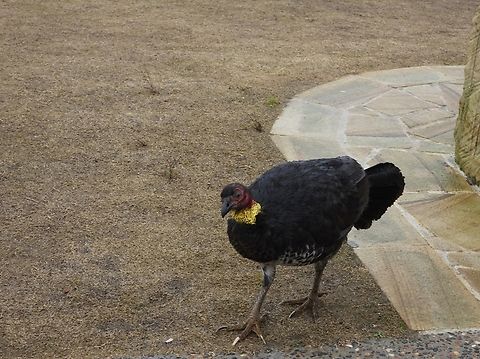 Australian Bushturkey - Alectura lathami X2 Alectura lathami,Australia,Australian Brushturkey,Bird,Bushturkey,New South Wales,Sydney,Turkey