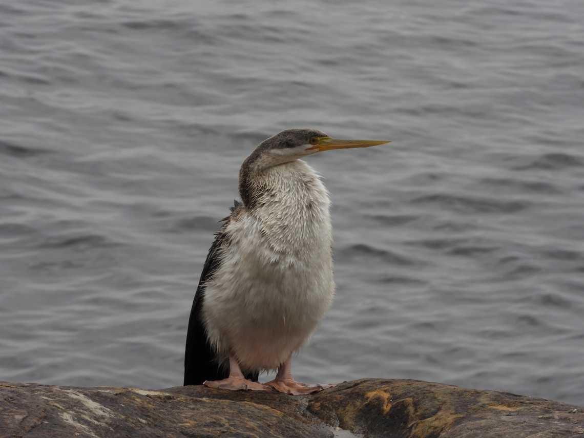 Australian Darter - Anhinga novaehollandiae  Anhinga novaehollandiae,Australasian Darter,Australia,Bird,Darter,New South Wales,Sydney