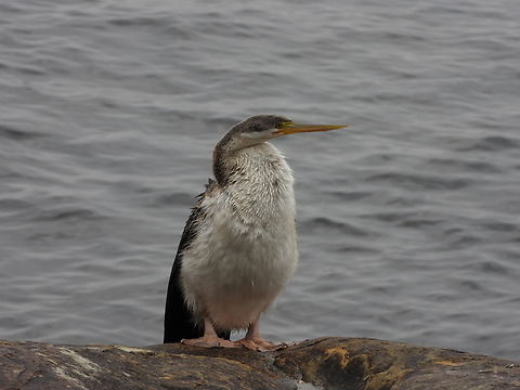 Australian Darter - Anhinga novaehollandiae  Anhinga novaehollandiae,Australasian Darter,Australia,Bird,Darter,New South Wales,Sydney
