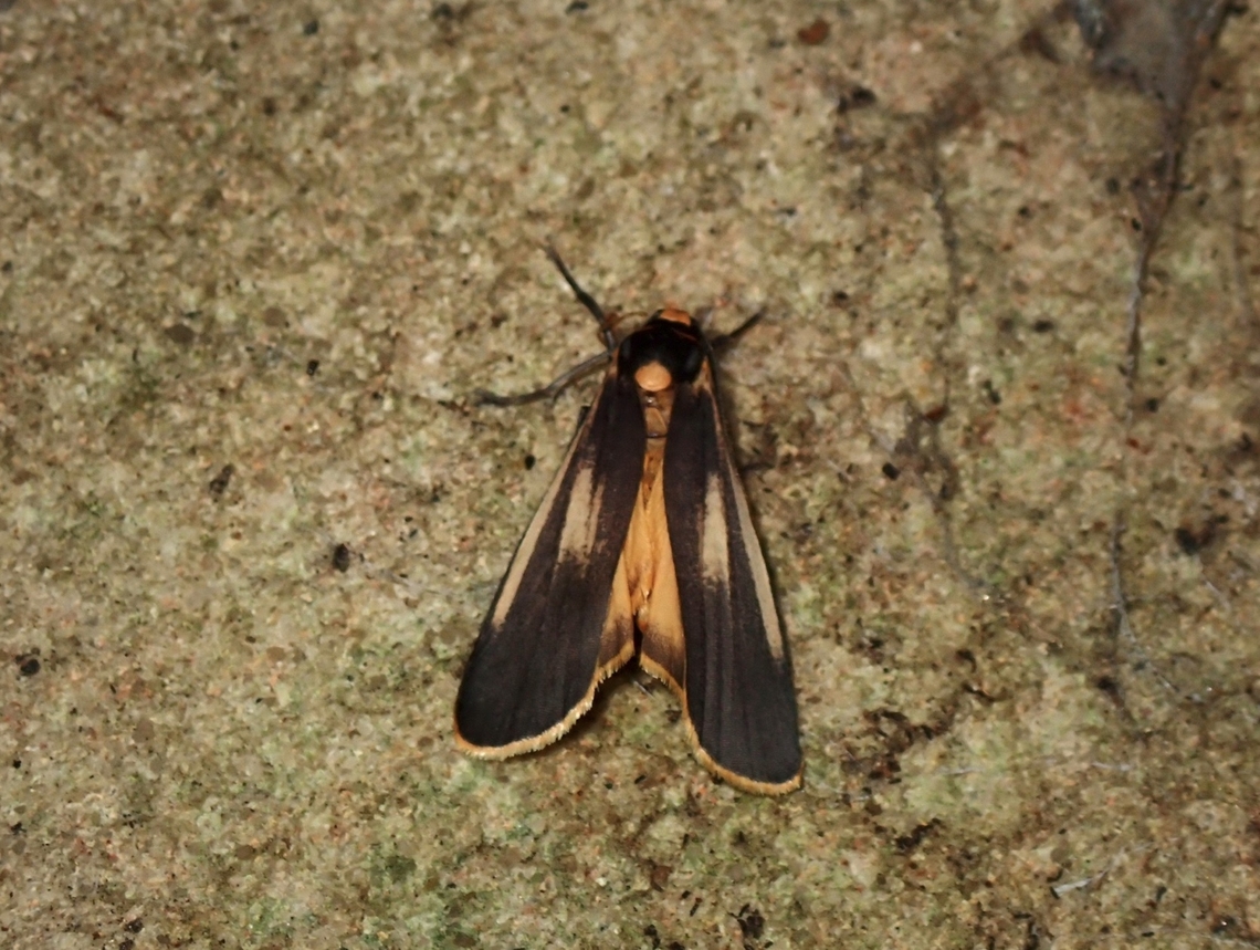 Lichen-Eating Caterpillar Moth - Brunia replana  Australia,Brunia replana,Lichen-eating Caterpillar,Moth,New South Wales,Sydney