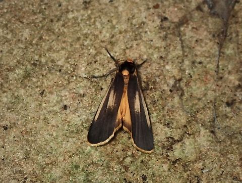Lichen-Eating Caterpillar Moth - Brunia replana  Australia,Brunia replana,Lichen-eating Caterpillar,Moth,New South Wales,Sydney
