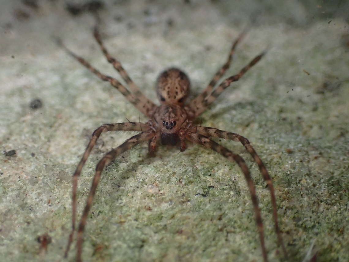 Sombrero Spider - Stiphidion facetum  Australia,New South Wales,Sombrero Spider,Spider,Stiphidion facetum,Sydney