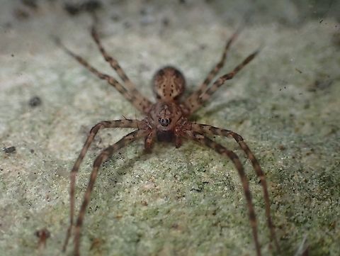 Sombrero Spider - Stiphidion facetum  Australia,New South Wales,Sombrero Spider,Spider,Stiphidion facetum,Sydney