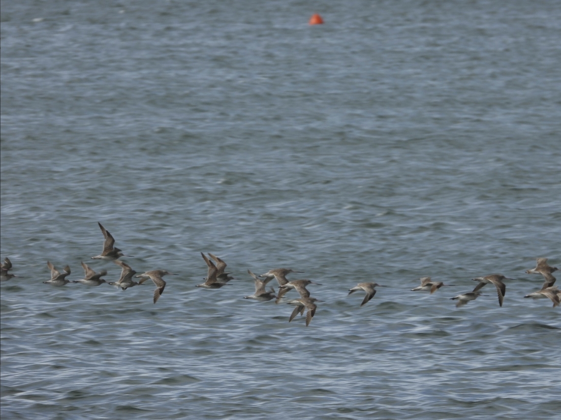 Bar-Tailed Godwit - Limosa lapponica  Australia,Bar-Tailed Godwit,Bird,Limosa lapponica,New South Wales,Sydney