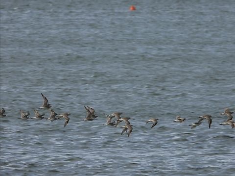 Bar-Tailed Godwit - Limosa lapponica  Australia,Bar-Tailed Godwit,Bird,Limosa lapponica,New South Wales,Sydney