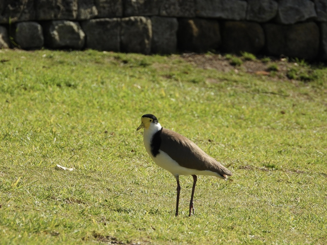 Black-Shouldered Masked Lapwing - Vanellus miles novaehollandiae Southern sub-species<br />
<br />
X3 Australia,Bird,Black-Shouldered Masked Lapwing,Lapwing,Masked Lapwing,Masked lapwing,New South Wales,Sydney,Vanellus miles,Vanellus miles novaehollandiae