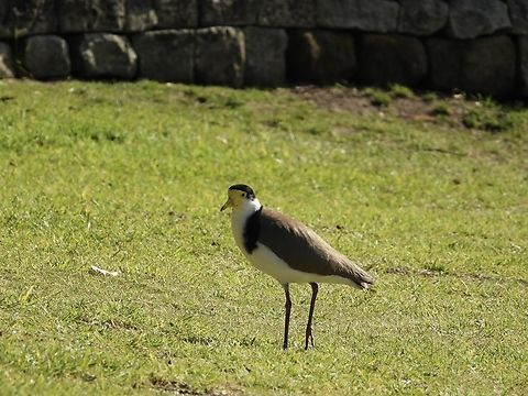 Black-Shouldered Masked Lapwing - Vanellus miles novaehollandiae Southern sub-species

X3 Australia,Bird,Black-Shouldered Masked Lapwing,Lapwing,Masked Lapwing,Masked lapwing,New South Wales,Sydney,Vanellus miles,Vanellus miles novaehollandiae