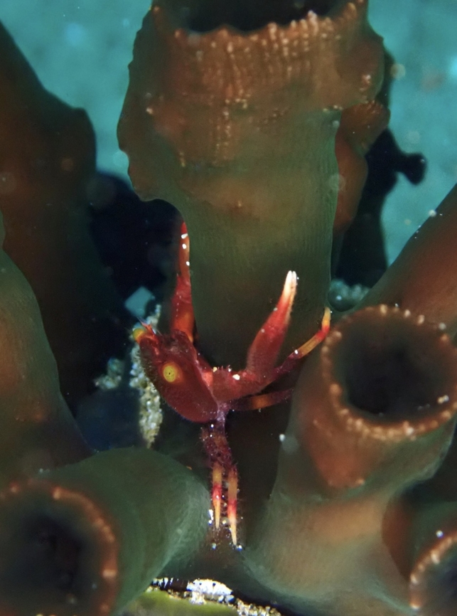 Coral Guard Crab - Quadrella boopsis  Anilao,Batangas,Coral Guard Crab,Crab,Guard Crab,Philippines,Quadrella boopsis