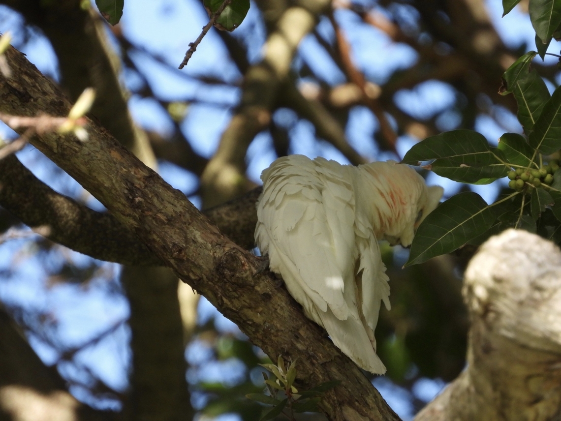 Little Corella - Cacatua sanguinea X2 Australia,Bird,Cacatua sanguinea,Little Corella,New South Wales,Sydney