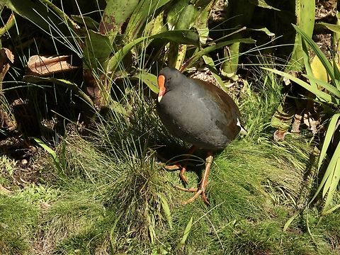 Dusky Moorhen - Gallinula tenebrosa  Australia,Bird,Dusky Moorhen,Gallinula tenebrosa,Moorhen,New South Wales,Sydney