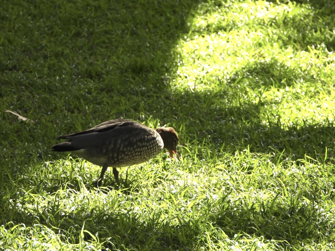 Australian Wood Duck - Chenonetta jubata  Australia,Australian Wood Duck,Bird,Chenonetta jubata,Duck,New South Wales,Sydney,Wood Duck