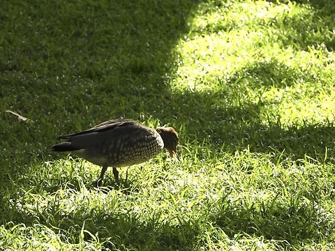 Australian Wood Duck - Chenonetta jubata  Australia,Australian Wood Duck,Bird,Chenonetta jubata,Duck,New South Wales,Sydney,Wood Duck