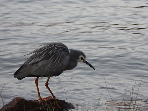 White-Faced Heron - Egretta novaehollandiae  Australia,Bird,Egretta novaehollandiae,Heron,New South Wales,Sydney,White-Faced Heron