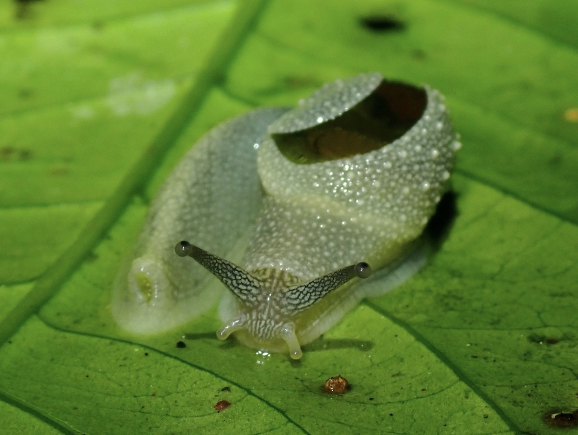 SNUG Semi-slug - Megaustenia heliciformis Malaysia,Megaustenia heliciformis,Pahang,Semi-Slug,Slug,Snail