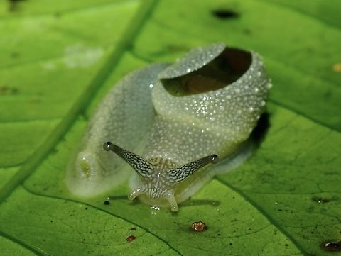 SNUG Semi-slug - Megaustenia heliciformis Malaysia,Megaustenia heliciformis,Pahang,Semi-Slug,Slug,Snail