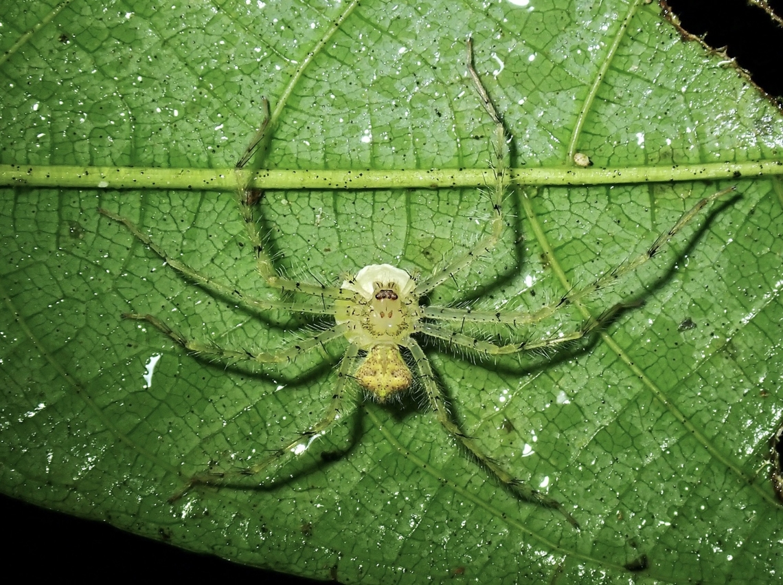 New Huntsman! Newly described Huntsman Spider - Heteropoda dede in July 2024<br />
<br />
<a href="https://www.researchgate.net/publication/381862836_Five_new_Heteropoda_species_from_Southeast_Asia_Sparassidae_Heteropodinae" rel="nofollow">https://www.researchgate.net/publication/381862836_Five_new_Heteropoda_species_from_Southeast_Asia_Sparassidae_Heteropodinae</a><br />
<br />
Picture was taken in Jan 2022. Heteropoda dede,Huntsman Spider,Lichen Huntsman Spider,Malaysia,Sabah,Spider