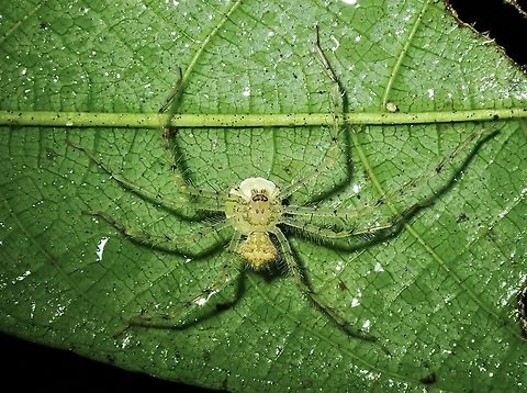 New Huntsman! Newly described Huntsman Spider - Heteropoda dede in July 2024

https://www.researchgate.net/publication/381862836_Five_new_Heteropoda_species_from_Southeast_Asia_Sparassidae_Heteropodinae

Picture was taken in Jan 2022. Heteropoda dede,Huntsman Spider,Lichen Huntsman Spider,Malaysia,Sabah,Spider