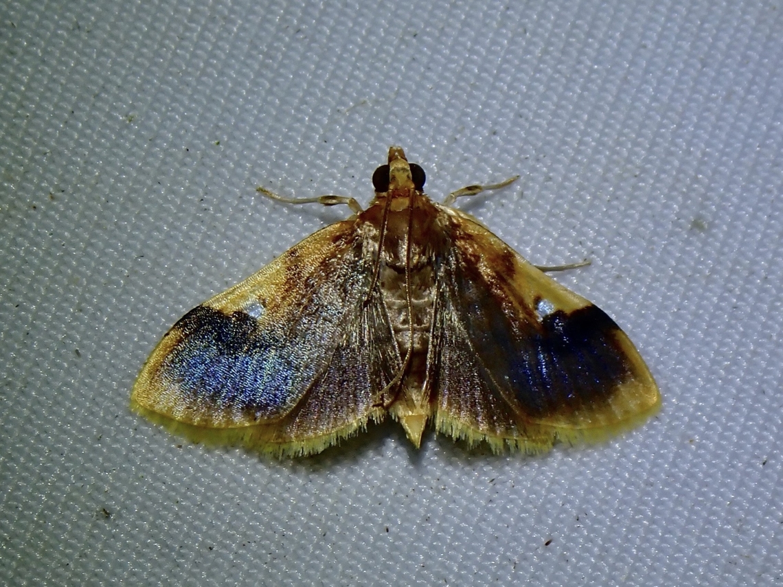 Crambid Moth - Callibotys hyalodiscalis  Callibotys hyalodiscalis,Crambid Moth,Malaysia,Moth,Sabah