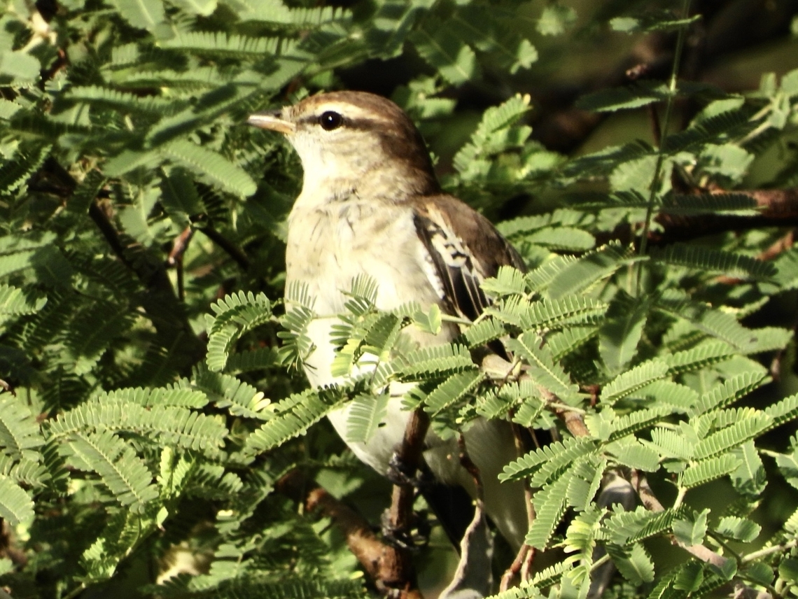 White-Shouldered Triller - Lalage sueurii  Bali,Bird,Indonesia,Lalage sueurii,Triller,White-Shouldered Triller