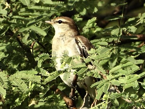 White-Shouldered Triller - Lalage sueurii  Bali,Bird,Indonesia,Lalage sueurii,Triller,White-Shouldered Triller