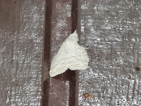 Tussock Moth - Calliteara mundi  Calliteara mundi,Malaysia,Moth,Sabah,Tussock Moth