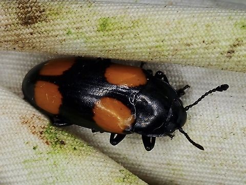 Pleasing Fungus Beetle - Micrencaustes dajaca  Beetle,Fungus Beetle,Malaysia,Micrencaustes dajaca,Pleasing Fungus Beetle,Sabah