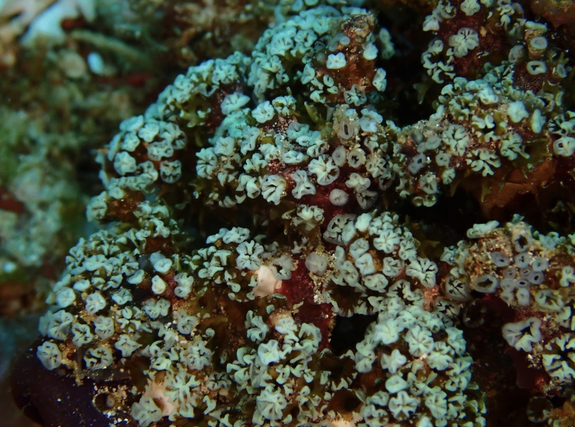 Jellies - Nausithoe racemosa  Anilao,Batangas,Nausithoe racemosa,Philippines